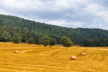 Foto: Getreidefeld mit Wald dahinter